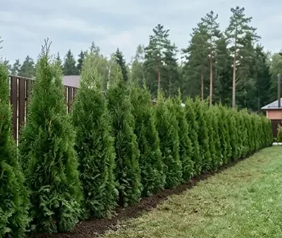 Глубина посадки дерева